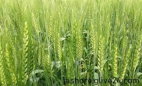 যশোরে ৭৪৫ হেক্টর জমিতে গম চাষের লক্ষ্যমাত্রা নির্ধারণ