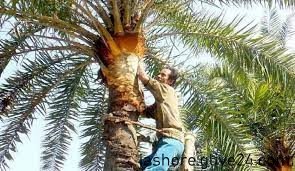 যশোরে খেজুর গুড় বিক্রি করে ১৩ হাজার গাছি লাভবান