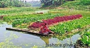 যশোরে নদের বুকে ভাসমান সবজি চাষে স্বাবলম্বী হওয়ার পথে কৃষক-কৃষাণী
