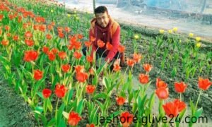 হিমশীতল দেশের টিউলিপের যশোরের গদখালী জয়
