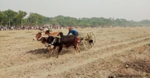 যশোরে ঐতিহ্যের গরুর গাড়ি দৌড় প্রতিযোগিতা