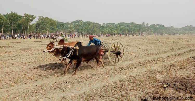 যশোরে ঐতিহ্যের গরুর গাড়ি দৌড় প্রতিযোগিতা