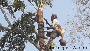 যশোরে খেজুরের রস আহরণে ব্যস্ত সময় পার করছেন গাছিরা