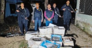 যশোরে জেলি পুশ করা ৬০০ কেজি চিংড়ি ধ্বংস