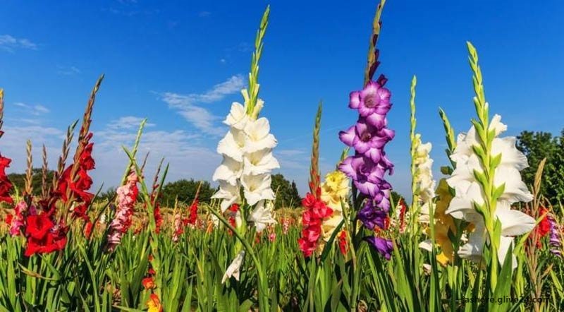 যশোর জেলার উপজেলা